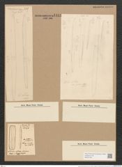 Nitzschia vitrea Normann (de-Toni-Nr.: Genus 47, Species 2112) Zeichnungen Sammlung Grunow Nr. 4434 (NHMW-BOT-W0372184)